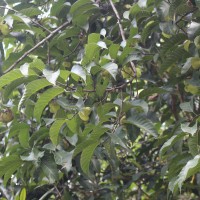 Artocarpus zeylanicus (F.M.Jarrett) E.M.Gardner & Zerega